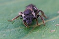 Closeup on a female dark colored furrow bee, Lasioglossum zonulum, sitting on a green leaf