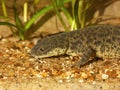 Closeup on an aquatic endangered algerian ribbed salamander, Pleurodeles nebulosus