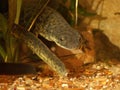 Closeup on an aquatic endangered algerian ribbed salamander, Pleurodeles nebulosus