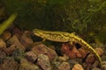 Closeup on an aquatic female European Montadon's newt, Lissotriton montandoni