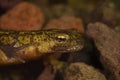 Closeup on an aquatic female European Montadon\'s newt, Lissotriton montandoni