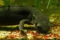 Closeup on an aquatic female Japanese fire bellied newt , Cynops pyrrhogaster, feeding on red bloodworms Royalty Free Stock Photo