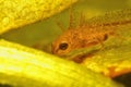 Closeup on an aquatic larvae of the European Carpathian newt, Lissotriton montandoni