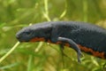 Closeup on an aquatic small Chinese firebellied newt, Cynops orientalis Royalty Free Stock Photo