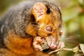 Ring-tailed Possum Royalty Free Stock Photo