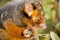 Ring-tailed Possum Royalty Free Stock Photo