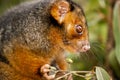 Ring-tailed Possum Royalty Free Stock Photo