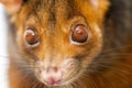 Ring-tailed Possum Royalty Free Stock Photo