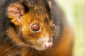 Ring-tailed Possum Royalty Free Stock Photo