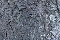 Detailed closeup of the bark of a wild cherry (Prunus avium) or gean tree Royalty Free Stock Photo