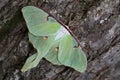 Closeup of a beautiful luna moth on tree bark. Royalty Free Stock Photo