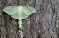 Closeup of a beautiful luna moth on tree bark. Royalty Free Stock Photo