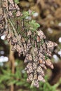 Macro view of an ia cluster of monarch butterflies on a branch.