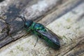 Closeup on a beautiful mettalic green cuckoo jewel wasp, Trichrysis cyanea sitting on, wood