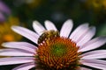 Detailed Closeup of Beautiful Pink or Purple Coneflowers. With Bee Gathering Pollen and Drinking Nectar Royalty Free Stock Photo