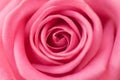 Detailed closeup of a beautiful pink rose Royalty Free Stock Photo