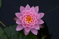 Detailed closeup of a beautiful Pygmy water-lily featuring vivid colors and intricate details