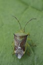 Closeup on the birch shield bug, Elasmostethus interstinctus on a green leaf Royalty Free Stock Photo