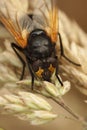 Closeup on a black and orange Noonday fly, Mesembrina meridiana sitting on a dried grass