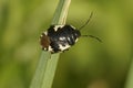 Closeup on a black Rambur's Pied Shieldbug, Tritomegas sexmaculatus on a grass straw