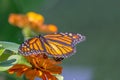 Detailed closeup of a bright orange and black monarch butterfly feeding on a brilliant yellow zinnia flower bloom in a garden. Royalty Free Stock Photo