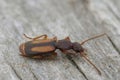 Closeup on a brown and black ground beetle , Polistichus connexus sitting on wood