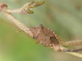 Closeup on the brown Dock leaf bug, Arma custos eating a caterpillar