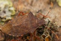 Detailed Closeup on the brown Dock leaf bug, Arma custos sitting on a twig