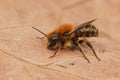 Closeup on a brown hairy male Jersey mason bee, Osmia niveata, sitting on a dried leaf