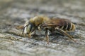 Closeup of a brown hairy male of the Mediterranean wood-boring bee, Lithurgus Chrysurus Royalty Free Stock Photo