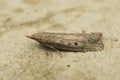 Closeup on a bumble bee wax moth, Aphomia sociella, sitting on a stone