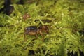 Closeup on a Californian potato bug or Jersusalem cricket, Stenopelmatus sitting on moss