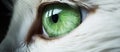 Closeup of cats green eye with eyelash, iris, nerve, and whiskers visible Royalty Free Stock Photo