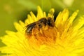 Closeup on a Catsear mining bee, Andrena humilis collecting pollen from a yellow dandelion flower, Taraxacum officinale Royalty Free Stock Photo