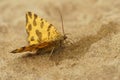 Closeup on the colorfoul orange spotted speckled yellow geometer moth, Pseudopanthera macularia, sitting on a stone Royalty Free Stock Photo