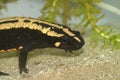 Closeup on an colorful adult of the endagered Laos warty newt, Paramesotriton laoensis Royalty Free Stock Photo