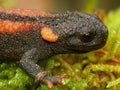 Closeup on the colorful and endangered Asian Red-tailed Knobby Newt, Tylototriton kweichowensis