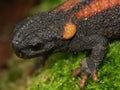 Closeup on the colorful and endangered Asian Red-tailed Knobby Newt, Tylototriton kweichowensis