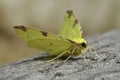 Closeup on the colorful European yellow Brimstone Moth geometer moth, Opisthograptis luteolat sitting on wood Royalty Free Stock Photo