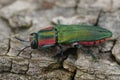 Detailed closeup on a colorful green and red metallic jewel beetle, Anthaxia hungarica sitting on a leaf