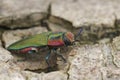 Detailed closeup on a colorful green and red metallic jewel beetle, Anthaxia hungarica sitting on a leaf