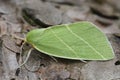 Closeup on the colorful green Scarce Silver-lines owelt moth, Bena bicolorana