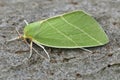 Closeup on the colorful green Scarce Silver-lines owlet moth, Bena bicolorana