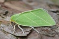 Closeup of the colorful green Scarce Silver-lines owlet moth. Bena bicolorana sitting on wood