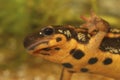 Closeup on a colorful Japanese sword-tailed firebellied newt, Cynops ensicauda popei, endemic to the Riu Kiu archipel