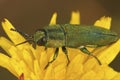 Closeup on a colorful jewel beetle from the Gard, Anthaxia hungarica sitting on a yellow flower