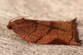 Closeup on the colorful Large Fruit-tree Tortrix moth, Archips podana in the garden