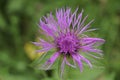 Detailed closeup on the colorful pink flower of Wig Knapweed, Centaurea phrygia pseudophrygia Royalty Free Stock Photo