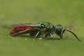 Closeup on the colorful , small gold or the ruby-tailed wasp, Chrysis ignita , on a green leaf