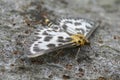 Closeup on the colorful Small Magpie geometer moth, Anania hortulata, with spread wings Royalty Free Stock Photo